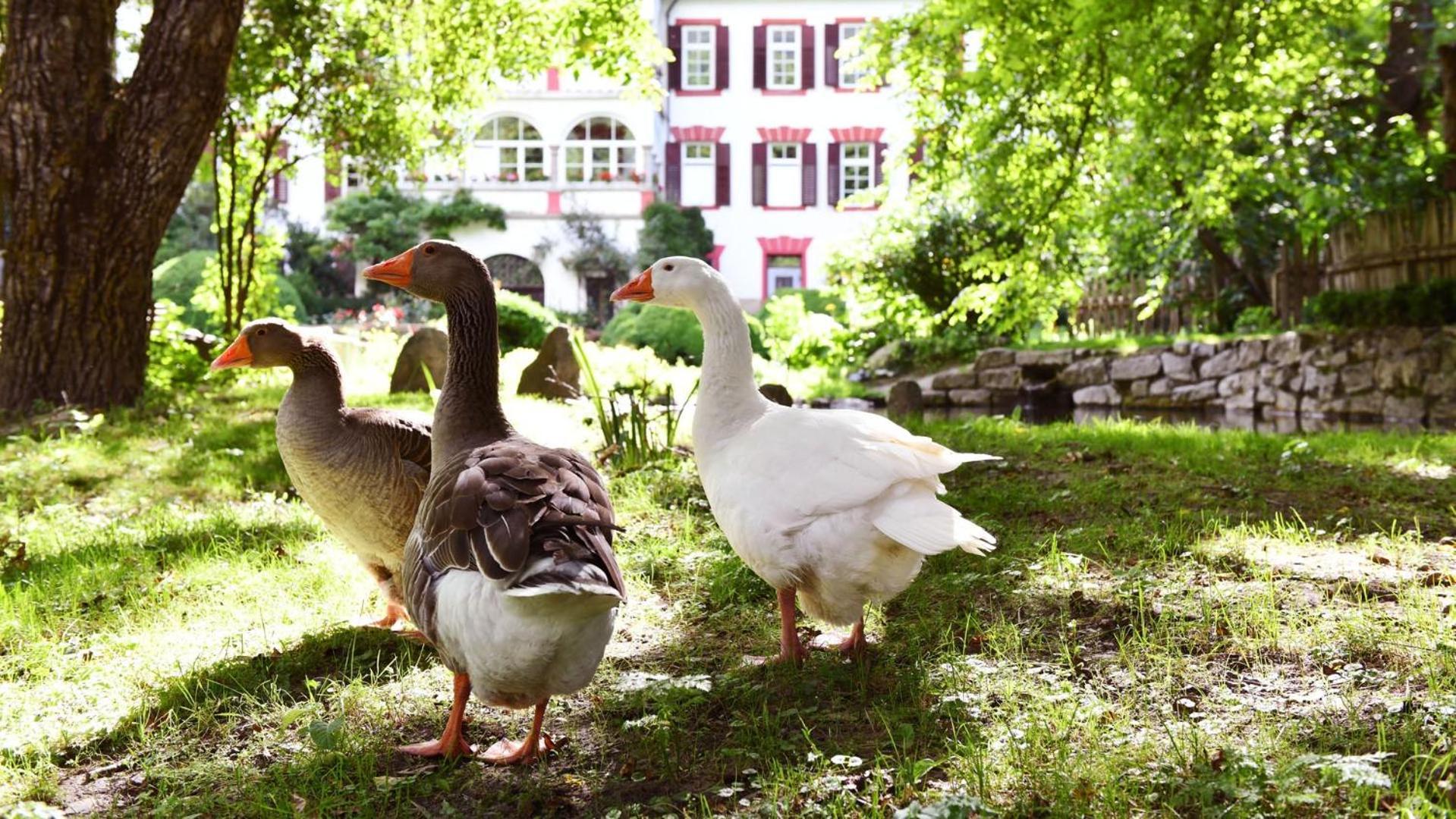 Castel Campan Konuk evi Bressanone Dış mekan fotoğraf